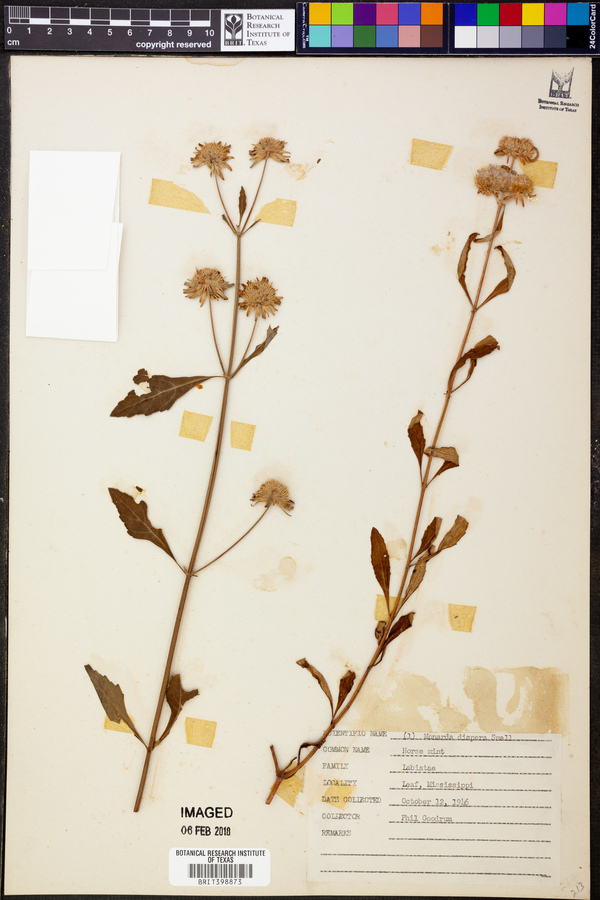 Monarda citriodora var. citriodora image