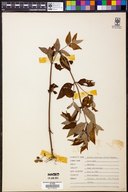 Koellia albescens image