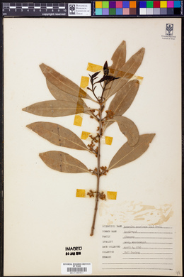 Image of Amarolea americana