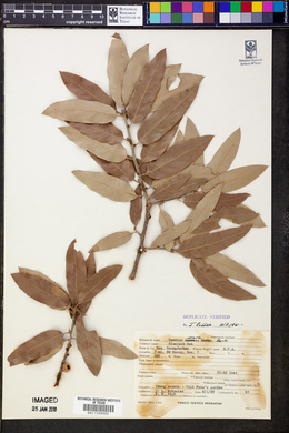 Quercus incana image