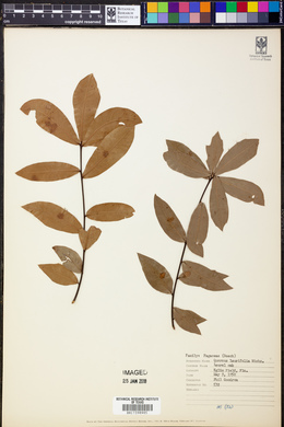 Quercus laurifolia image