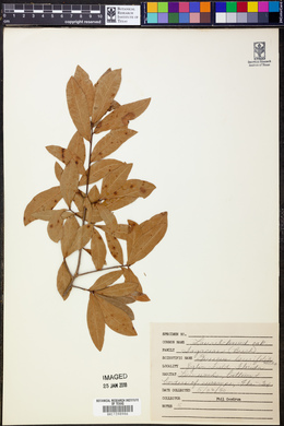 Quercus laurifolia image