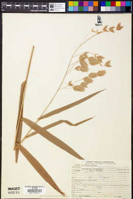 Chasmanthium latifolium image