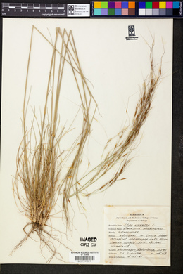 Stipa avenacea image