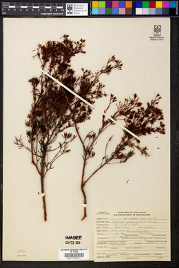 Hypericum aspalathoides image
