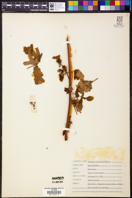 Hibiscus aculeatus image