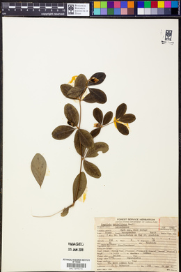 Baptisia nuttalliana image