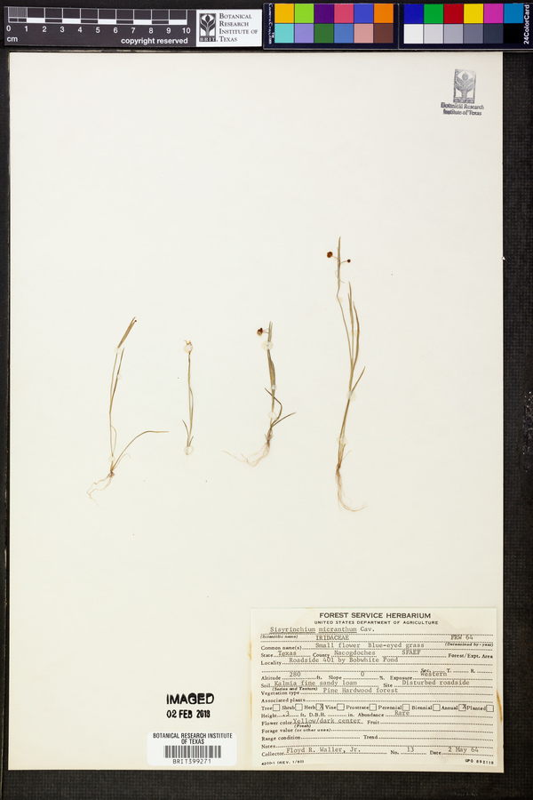 Sisyrinchium micranthum image