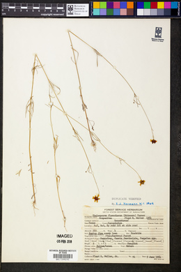 Thelesperma flavodiscum image