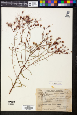 Vernonia angustifolia image