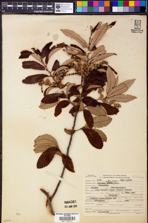 Castanea ashei image