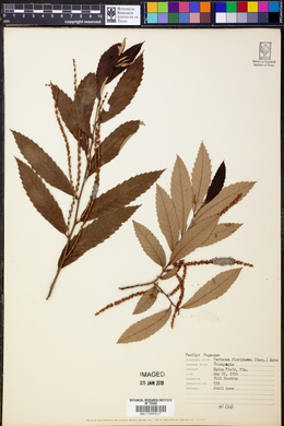 Castanea floridana image