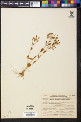 Sabatia paniculata image