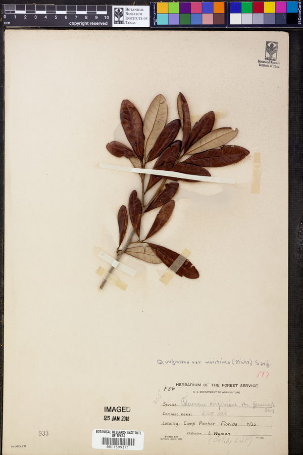 Quercus virginiana var. geminata image