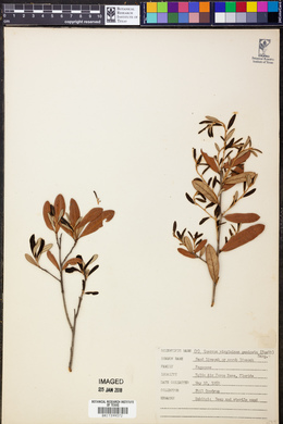 Quercus virginiana var. geminata image