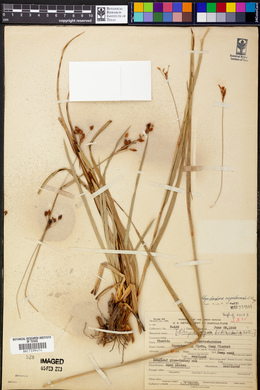 Rhynchospora megalocarpa image