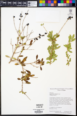 Ligustrum sinense image