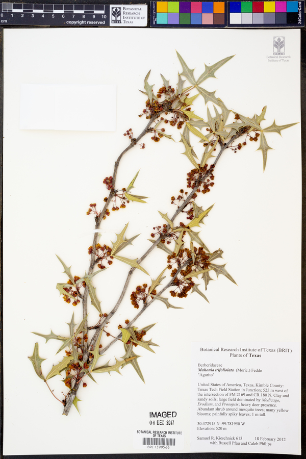 Mahonia trifoliata image