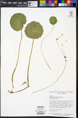 Hydrocotyle prolifera image