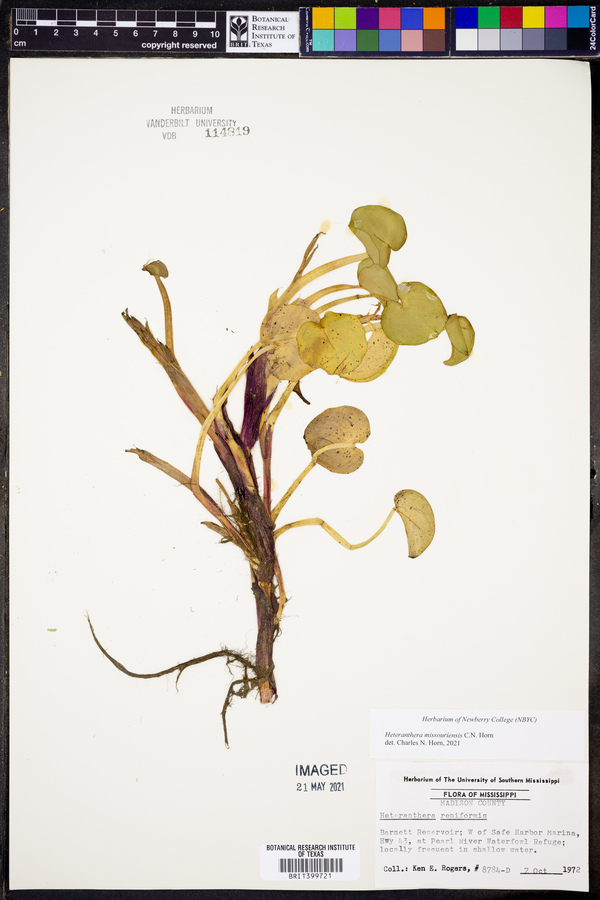 Heteranthera missouriensis image