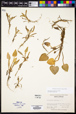 Image of Heteranthera pauciflora
