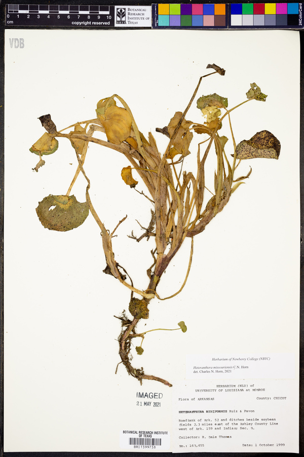 Heteranthera missouriensis image