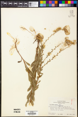 Solidago radula image