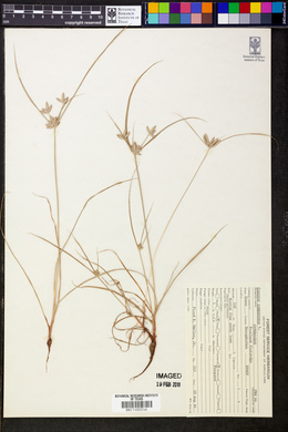 Cyperus compressus image