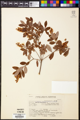 Cliftonia monophylla image