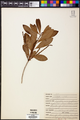 Cyrilla racemiflora image