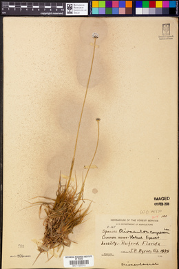 Eriocaulon compressum image