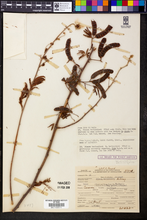Mimosa berlandieri image