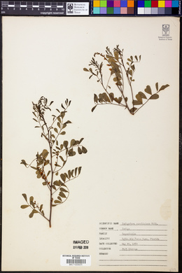 Indigofera caroliniana image