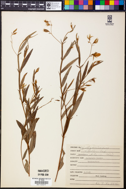 Crotalaria purshii image