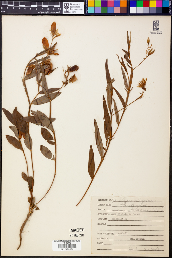 Crotalaria purshii image