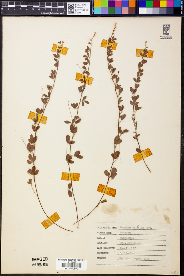 Lespedeza × nuttallii image
