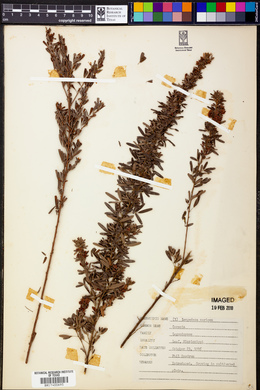 Lespedeza cuneata image