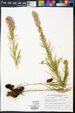 Liatris elegans image