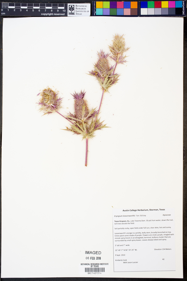 Eryngium leavenworthii image