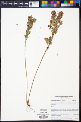 Lespedeza virginica image