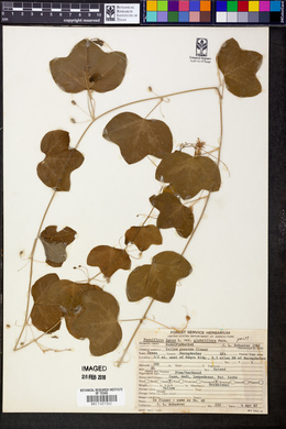 Passiflora lutea var. glabriflora image