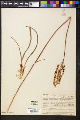 Tracyanthus angustifolius image