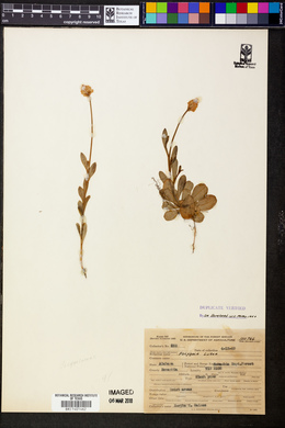 Polygala lutea image