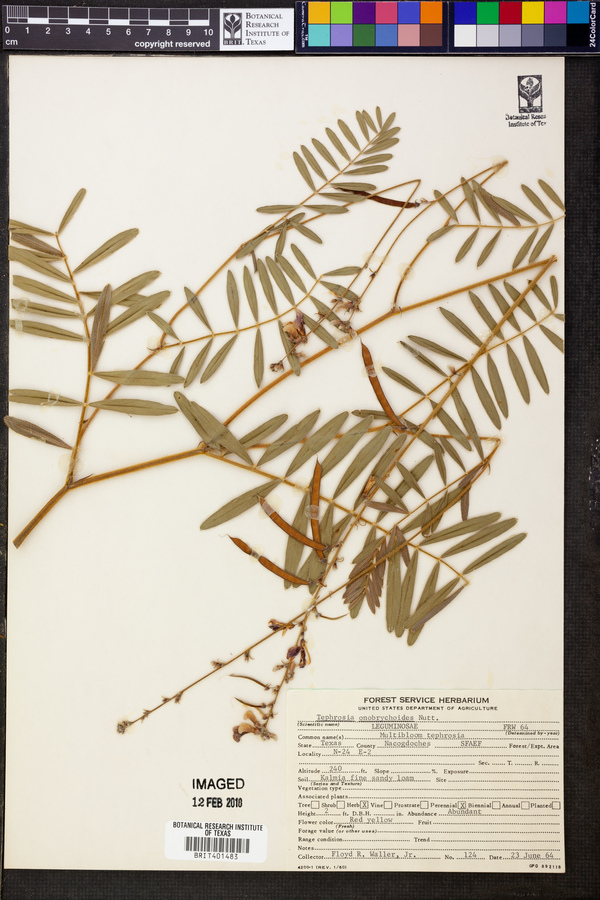 Tephrosia onobrychoides image