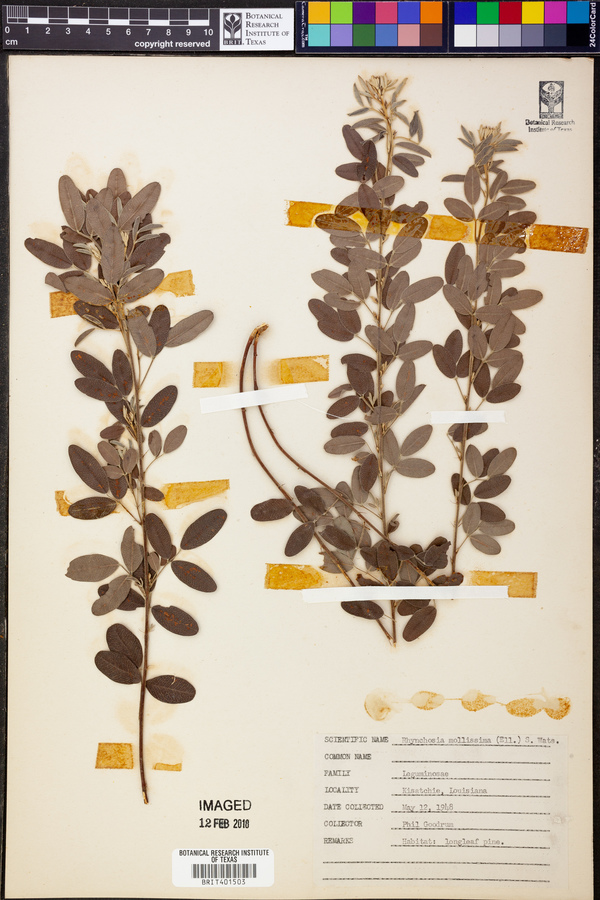 Rhynchosia mollissima image
