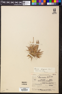 Panicum strigosum image