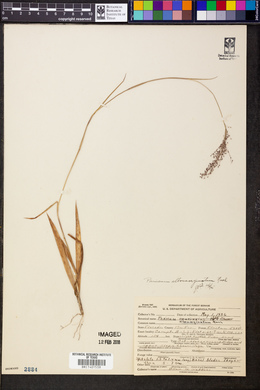 Panicum albomarginatum image