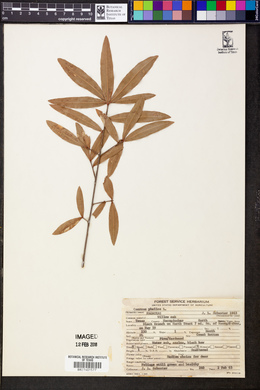 Quercus phellos image