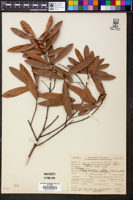 Quercus pumila image