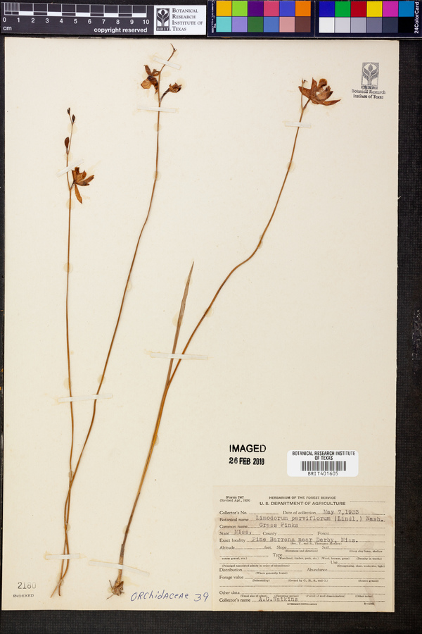 Limodorum parviflorum image